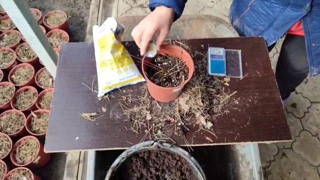 Первая весенняя подкормка голубики. Шантеклер, Элизабет, Чандлер, Спартан. смотреть онлайн