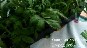 ЧТО ДЕЛАТЬ ЕСЛИ РАССАДА ВЫТЯНУЛАСЬ? ПОМОЖЕТ ЛИ ПРЕПАРАТ АТЛЕТ? ПРАВИЛЬНЫЙ УХОД ЗА РАССАДОЙ!