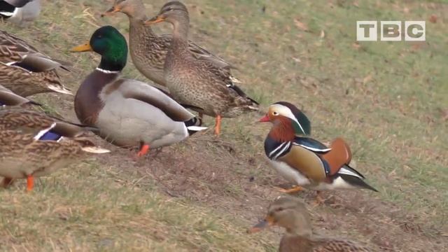 утка мандаринка в Слониме ноябрь 2021 смотреть онлайн