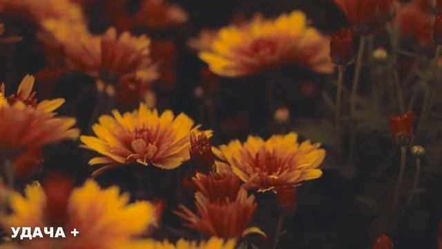 14 октября Покров Пресвятой Богородицы . Что нельзя делать 14 октября в Покров . Традиции и приметы