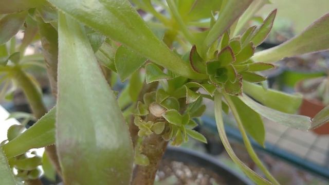 Эониум атропурпуреум в период роста. Виды и сорта эониумов смотреть онлайн