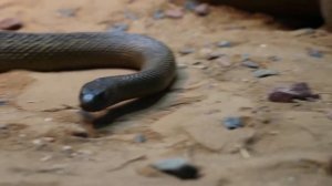 The Most Venomous Snake in the World: The Taipan