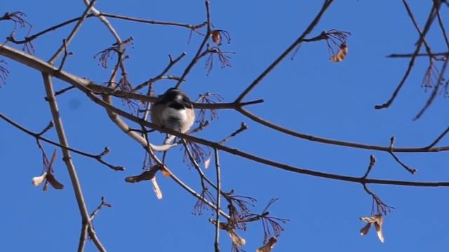 Снегири и синички в городском парке г. Орел смотреть онлайн