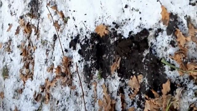 Укрываем розы и летом будут красивые цветы. Кошки, урожай. смотреть онлайн