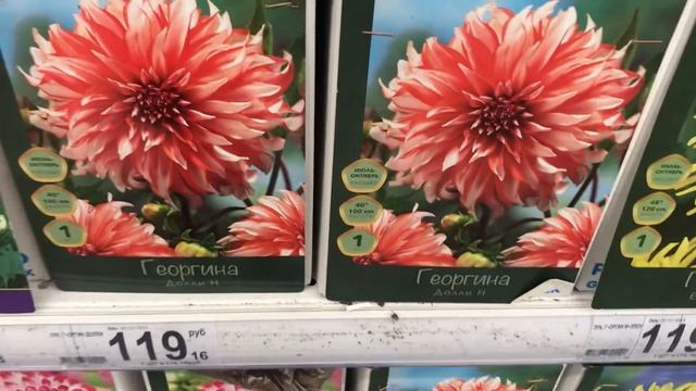 Посадочный материал в Ашане! Есть даже Амариллисы! смотреть онлайн