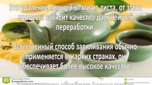 Производство чая. Бизнес идея