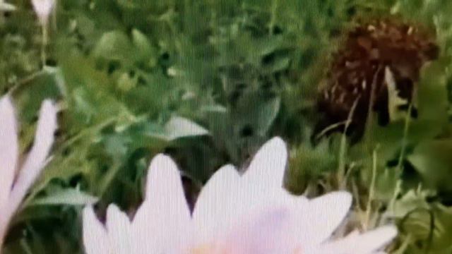 "Многомерный ёжик-ЗОЖик" - юмористические стихи о любви в авторском исполнении. смотреть онлайн