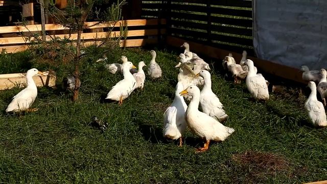 Утки Star 53, муларды, Фавориты и Агидели — возраст от 28 до 44 дней смотреть онлайн