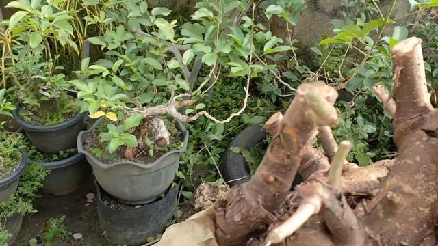 how to create bonsai? effective tips on how to plant yamadori bonsai material red ficus... смотреть онлайн