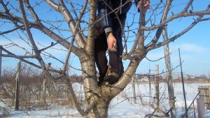 Весенняя обрезка сада / Обрезаем черешню правильно