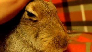 Заяц доволен или "Как мурчит дикий заяц?"