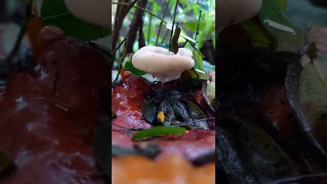 Ganoderma lingzhi #Mushroom(red) смотреть онлайн