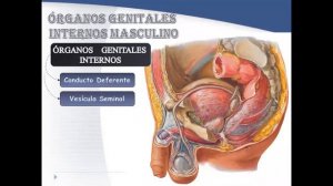 Órganos genitales masculinos (parte 4) - Dr. Carlos Gonzales