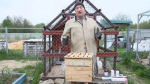 Молодые куры плохо несут яйцо. Лечение.