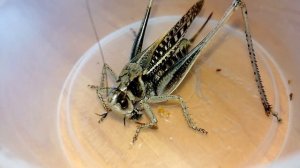 Серый кузнечик охотится на ктыря (хищная муха).  Decticus verrucivorus.