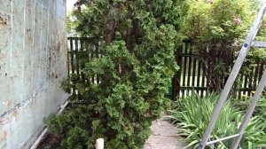 Выравнивания дерева.Свой метод