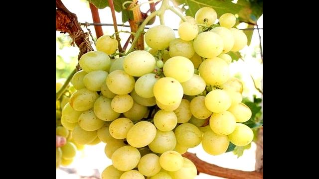 ЛОРА (ФЛОРА) СОРТ ВИНОГРАДА ОБЗОР смотреть онлайн