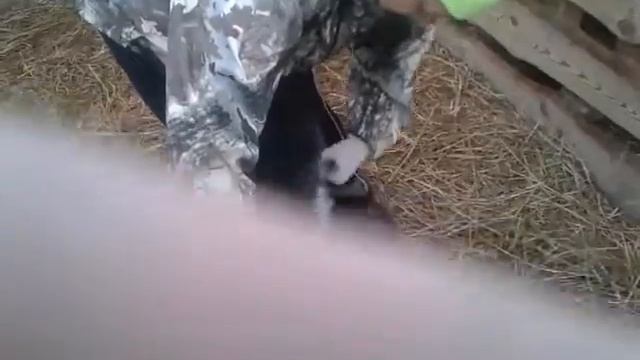 Как спасти козу от вздутия?? смотреть онлайн