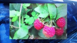 По-весеннему активное пробуждение природы отмечают оренбуржцы в середине ноября