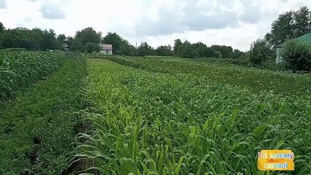 суданка