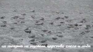 Царство снега и льда