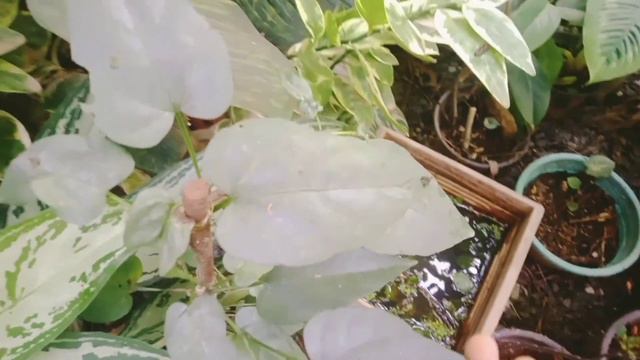 starting price ₹10 //low cost plants //online plants #homegarden #orchids #landscape