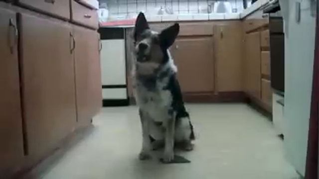 Умная собака которая умеет практически всё!