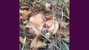 грибы дуньки (свинушки) / mushrooms