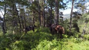 Лошади Алтай