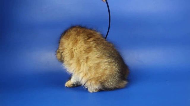 Сибирский котик Pascal продается, age 3,5 months смотреть онлайн