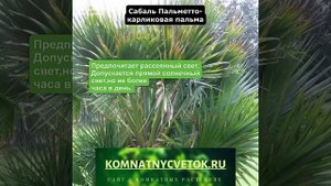 Сабаль Пальметто
