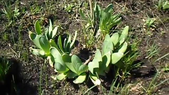 Дикий лук-слизун смотреть онлайн