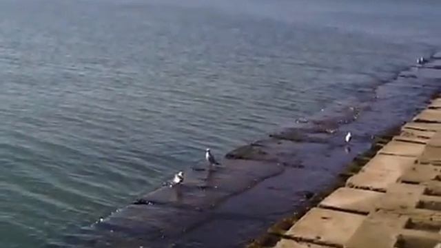 Пляж Одессы — Продмаш. Чайки на море смотреть онлайн