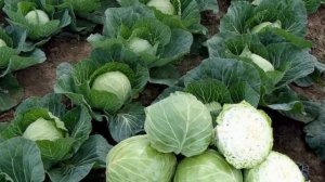 Когда созревает поздняя капуста   точные сроки