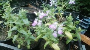 Коллинсия - цветок не нашего региона. Будьте внимательны при выборе цветочных культур.