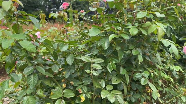 🌹 Zaide Kordes Rose / KORparofe / Pink Rose / Fragrant смотреть онлайн