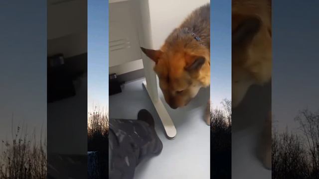 ПОМОГИТЕ спасти Грея 🙏 смотреть онлайн