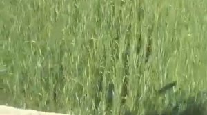 Жатка прямого среза Capello Spartan