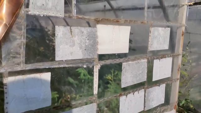 Теплица забор. Ответы на вопросы. смотреть онлайн