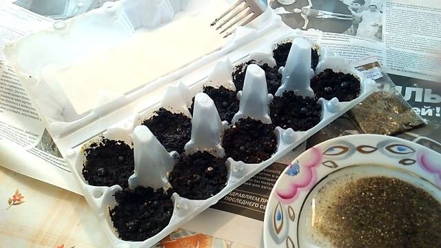 Кёльрейтерия метельчатая - размножение - стратифицирую и сажаю семена