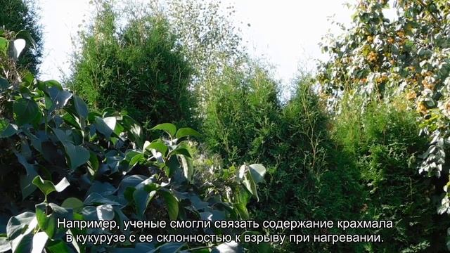 Ученые выяснили, почему взрывается попкорн смотреть онлайн