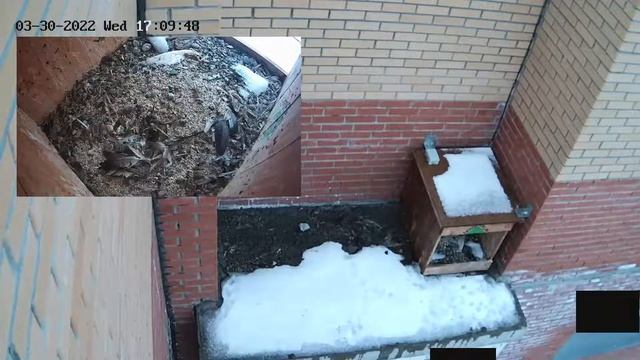 Сапсаны (Falco peregrinus) в гнездовом ящике смотреть онлайн