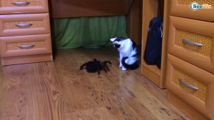 ПРИКОЛЫ С КОТАМИ Ярослава играет с Барсиком. Игрушки для детей Паук Тарантул Video for kids