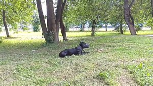 Patterdale terrier. MK's Thor. Паттердейл-терьер и немного послушки.