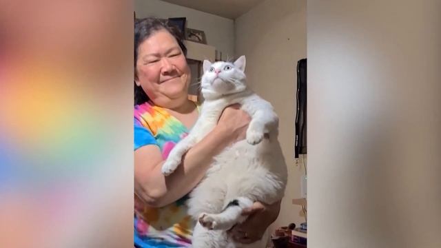 Почему этот КОТ МЯУКАЕТ и КИВАЕТ головой?! Кот Бендер, покоривший интернет! смотреть онлайн