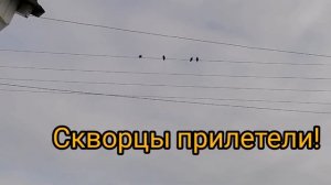 Весна пришла.Скворцы прилетели! Деревенские весенние звуки. В городе такого точно не услышишь!!!