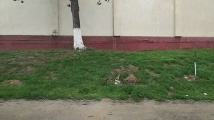 ТТЗ и Феруза, Ташкент, Узбекистан