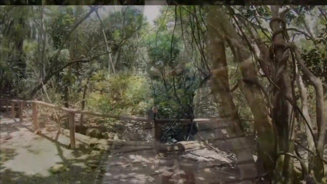 Не ту страну назвали ГОНДУРАСОМ! Roatan Island Gumbalimba Park. смотреть онлайн