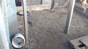 Как обустроить утиные загоны, чтобы не было болота. КАК ИЗБАВИТСЯ ОТ ГРЯЗИ В ЗАГОНЕ.Содержании утят