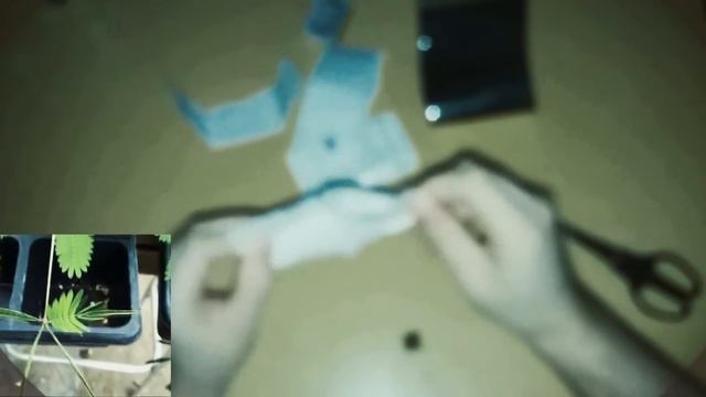 мимоза стыдливая из семян посадка Mimosa pudica (в домашних условиях) смотреть онлайн